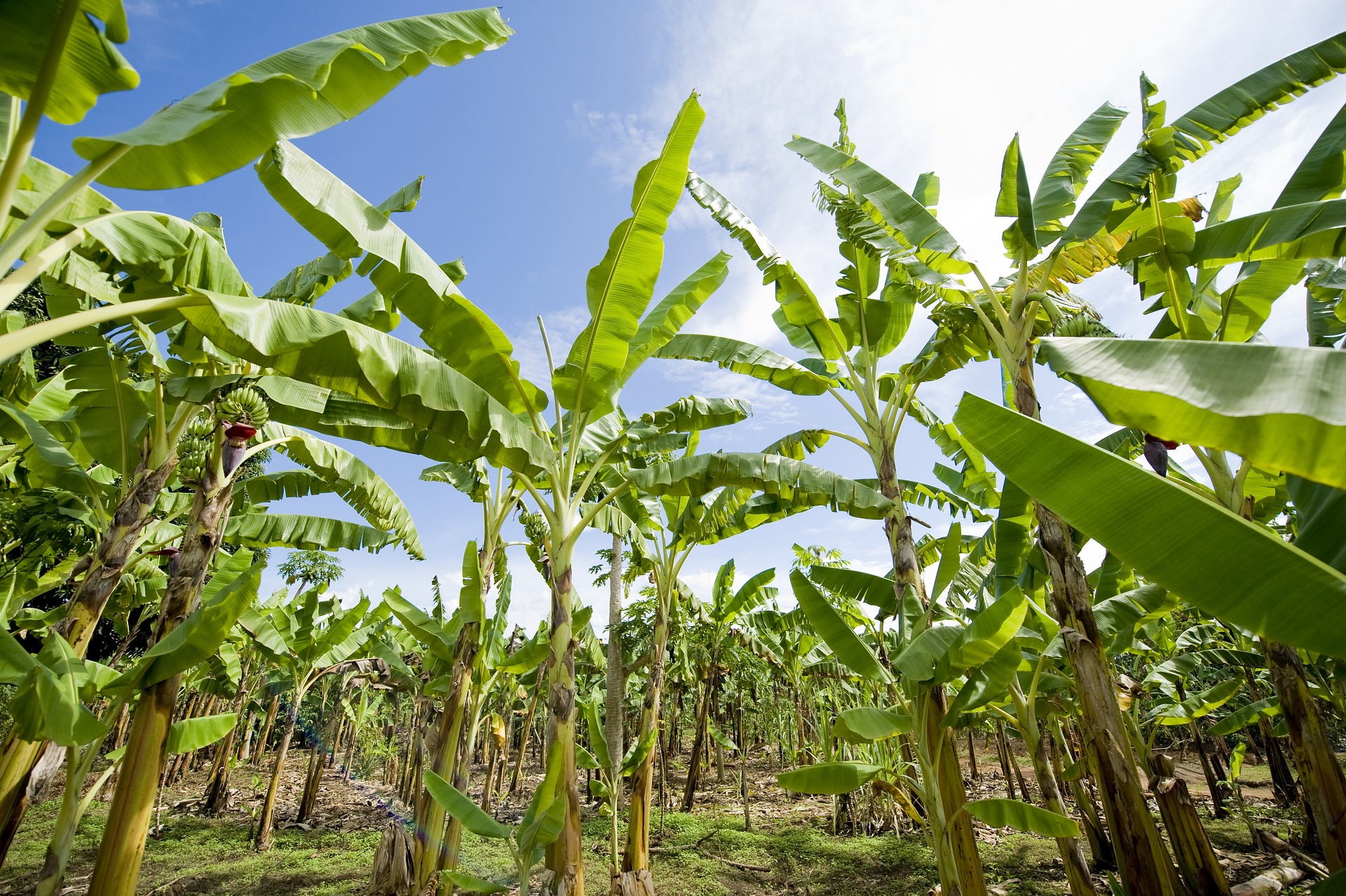 banana-plantation